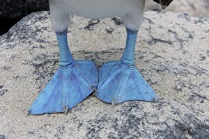 Blue-Footed Booby - close-up of feed Blue-Footed Booby - close-up of feed
