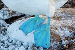 Blue-footed Booby - endemic Galapagos subspecies. Blue feet Blue-footed Booby - endemic Galapagos subspecies. Blue feet
