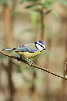 Blue Tit Print - Parus caeruleus
