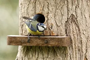 UK Garden Birds Prints: Blue Tit - emerging from nesting hole in tree