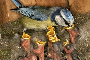 Blue Tit - feeding chicks at nest Blue Tit - feeding chicks at nest