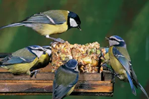 Blue Tit - & Great Tit (Parus major) at bird table Blue Tit - & Great Tit (Parus major) at bird table