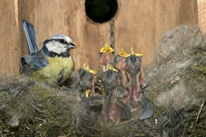 Blue Tit - at nest in nestbox with young Blue Tit - at nest in nestbox with young