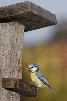 Blue Tit - with nesting material in mouth Blue Tit - with nesting material in mouth