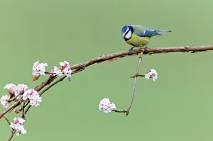 Blue Tit - perched on flowering Viburnum bush - in garden Blue Tit - perched on flowering Viburnum bush - in garden
