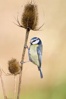 Blue Tit - Perched on vertical stem of teasel seed head Blue Tit - Perched on vertical stem of teasel seed head
