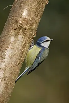 Blue Tit UK Prints: Blue Tit - on tree - Cornwall - UK