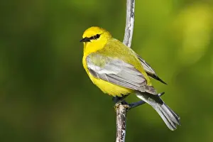 Blue-winged Warbler Print, Vermivora pinus