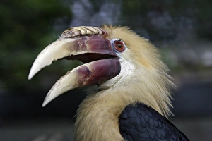 Blyths Hornbill - bird with beak open Blyths Hornbill - bird with beak open