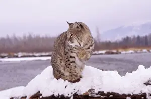 Bobcat Print - Lynx Rufus in Snow Scene