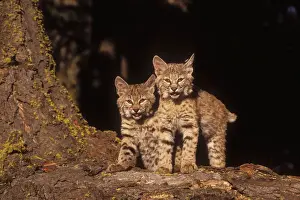 Personal Use Wildlife Artwork Prints: Bobcat Kittens
