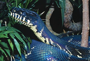 Boelen Python Boelen Python