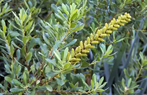 Yellow Flower Bloom Prints: Bog Myrtle