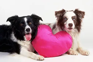 Border Collie Dog - two with heart cushion Border Collie Dog - two with heart cushion