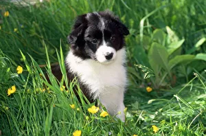 Border Collie Dog - puppy in buttercups Border Collie Dog - puppy in buttercups