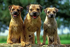 Border Terrier Dogs - Three sitting together Border Terrier Dogs - Three sitting together