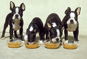 Boston Terrier Dog - 4 Puppies eating from dog bowls. Showing tape in ears to encourage position of ears Boston Terrier Dog - 4 Puppies eating from dog bowls. Showing tape in ears to encourage position of ears
