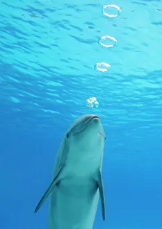 Bottlenose dolphin - blowing air rings underwater Bottlenose dolphin - blowing air rings underwater