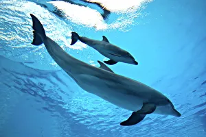 Bottlenose Dolphin - Newborn Baby / Calf with Mother immediately after birth Bottlenose Dolphin - Newborn Baby / Calf with Mother immediately after birth