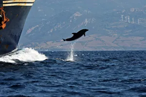 Bottlenose Dolphin - playing / bow riding in front of cargo ship in the strait of Bottlenose Dolphin - playing / bow riding in front of cargo ship in the strait of