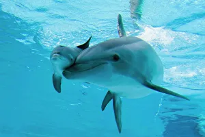 Bottlenose Dolphin - recently born calf swims with mother Bottlenose Dolphin - recently born calf swims with mother