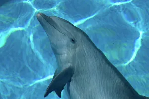 Bottlenose Dolphin - Resting underwater Bottlenose Dolphin - Resting underwater