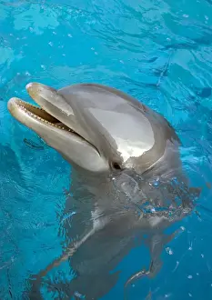 Bottlenose Dolphin Pictures Prints: Bottlenose Dolphin - at surface