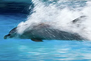 Bottlenose Dolphin - Swimming at speed through water Bottlenose Dolphin - Swimming at speed through water