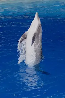 Bottlenose Dolphin Pictures Prints: Bottlenose Dolphin - Tail dancing