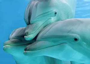 Bottlenose dolphins - three close-up of heads underwater Bottlenose dolphins - three close-up of heads underwater