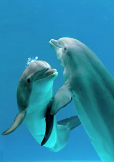 Bottlenose dolphins - pair dancing underwater Bottlenose dolphins - pair dancing underwater