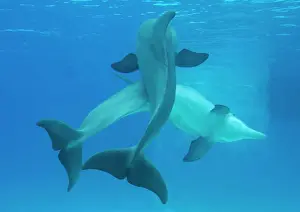 Dolphin Prints: Bottlenose Dolphin Pair Mating Print