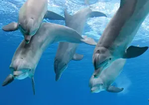 Bottlenose Dolphins Print - Underwater Scene