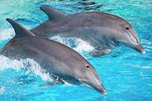 Bottlenose Dolphins - Tail dancing Bottlenose Dolphins - Tail dancing