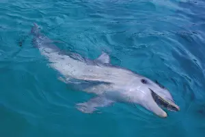 Bottlenose Dolphin Pictures Prints: Bottlenosed dolphin