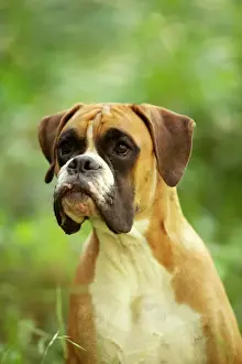 Personal Use Prints Only Prints: Boxer Dog