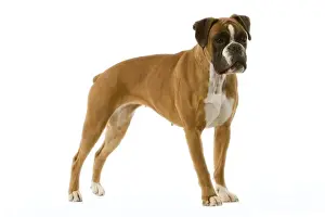 Boxer Dog Breed Prints: Boxer - standing