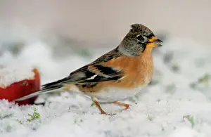 Johan De Meester Art Prints: Brambling in snow
