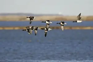 Jim Zipp Wildlife Photography Prints: Brant Geese