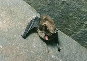 Unique Pet Gifts Online Prints: Brants Bat