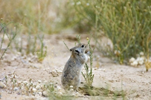 Brants's Whistling Rat - Collecting green plant material (Chrysocoma obtusata Brants's Whistling Rat - Collecting green plant material (Chrysocoma obtusata