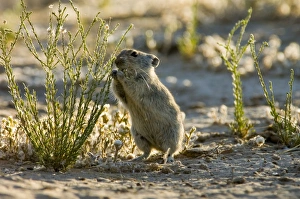 Brants's Whistling Rat - Feed on leaves of succulents and other green plant food Brants's Whistling Rat - Feed on leaves of succulents and other green plant food