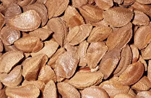 Rainforest Plant Life Prints: Brazil Nuts - in shell Native to Anazon River Basin