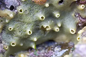 Prints of DAC-594 Breadcrumb Sponge Cornwall - UK Halichondria panicea David Chapman Sponge Prints: Halichondria panicea Print - Cornwall, UK DAC-594