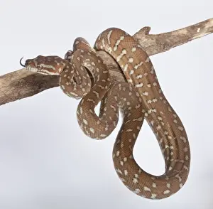 Reptile Photography Australia Prints: Bredl Python - Australia