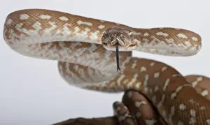 Oceania Wildlife Images Prints: Bredl Python - intimidation posture - Australia
