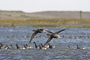 Brent Goose - Flying over flooded marshland by salt water Brent Goose - Flying over flooded marshland by salt water