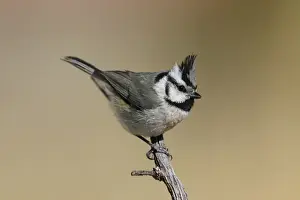 Nature Wall Art Prints: Bridled Titmouse
