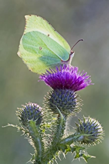 Brimstone Butterfly - perched on thistle and being backlit by early morning sunshine Brimstone Butterfly - perched on thistle and being backlit by early morning sunshine