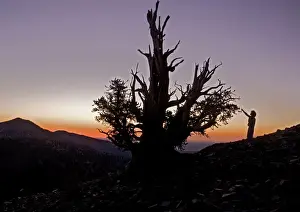 Sunset Mountain Landscape Prints: Bristlecone Pine Trees - at c. 11